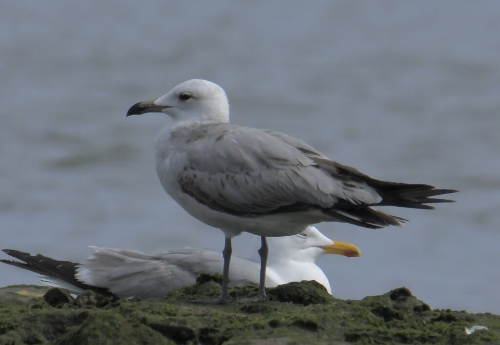 Goéland d'Audouin2ème année, identification, mue, marche