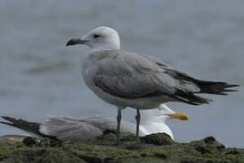 Audouin's Gull