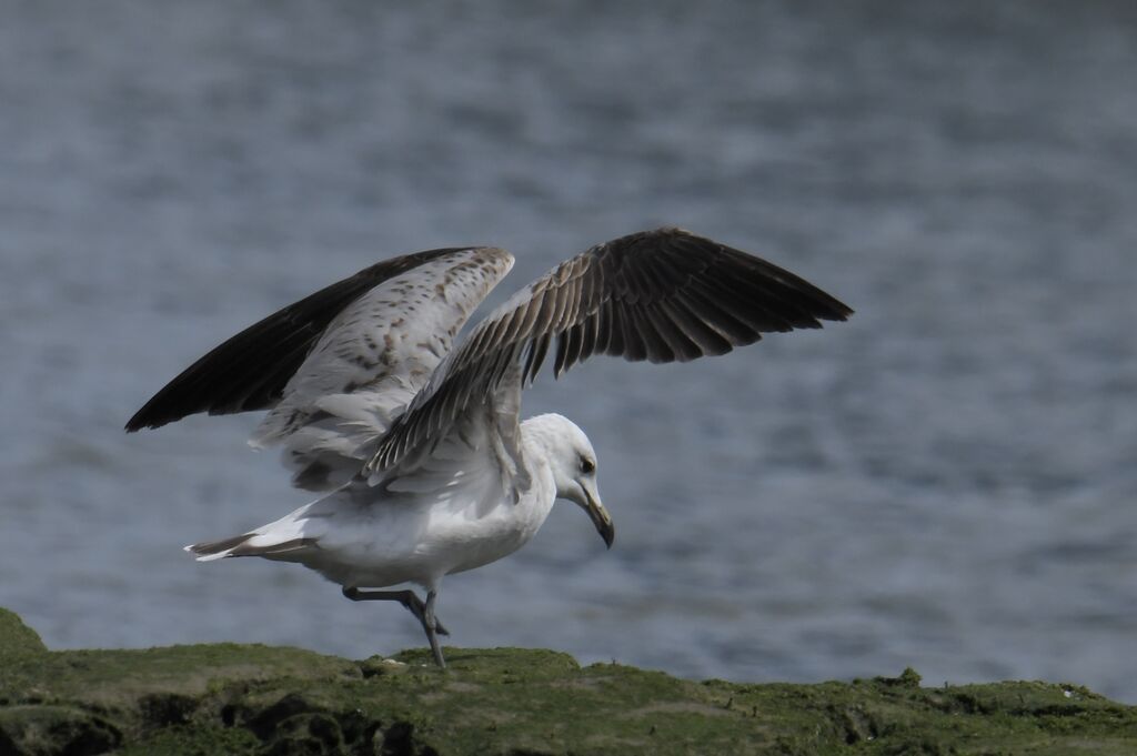 Audouin's GullSecond year, identification, moulting, walking