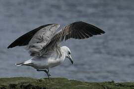 Audouin's Gull