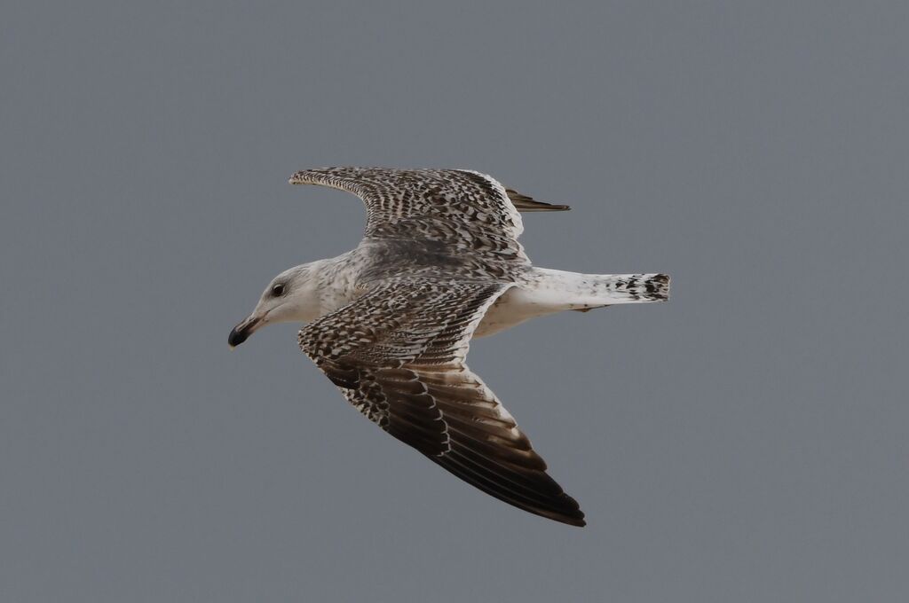 Great Black-backed GullSecond year, moulting, Flight