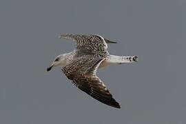 Great Black-backed Gull