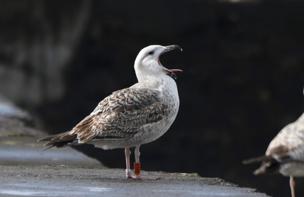 Great Black-backed GullSecond year, pigmentation