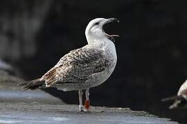 Great Black-backed Gull