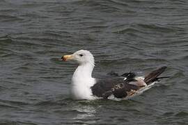 Great Black-backed Gull