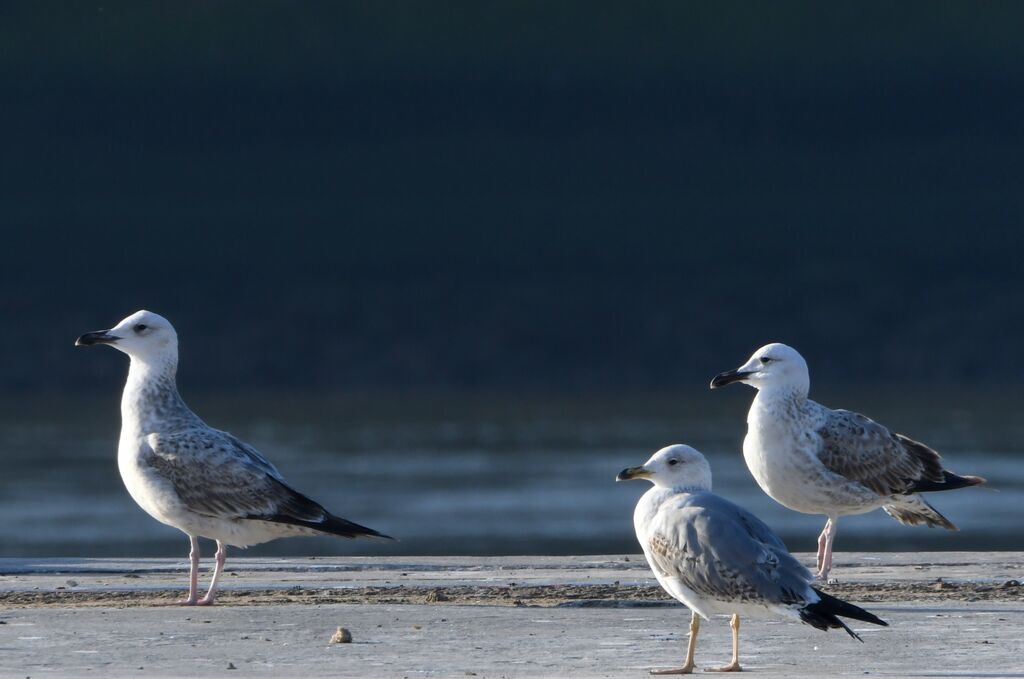 Caspian GullSecond year, moulting