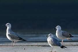 Caspian Gull