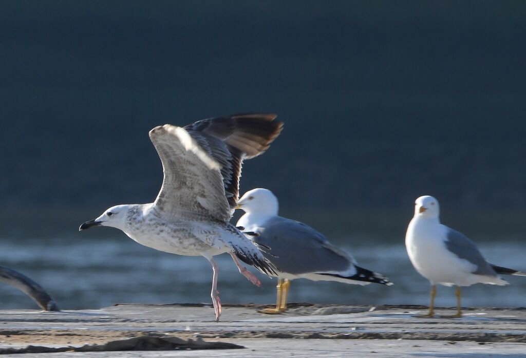 Caspian GullSecond year, Flight