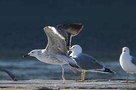 Caspian Gull