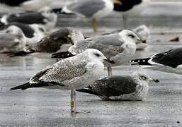 Caspian Gull