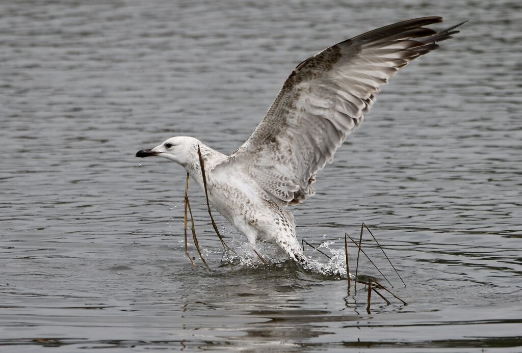 Caspian GullSecond year, Flight