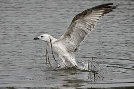 Caspian Gull