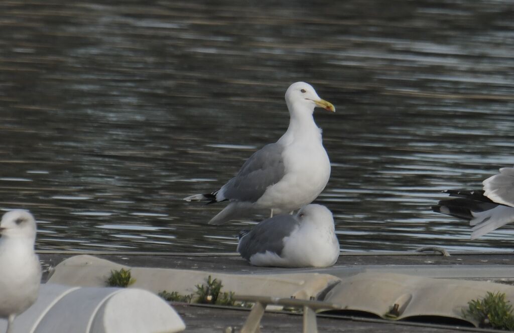 Caspian Gulladult post breeding, identification, moulting