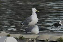 Caspian Gull