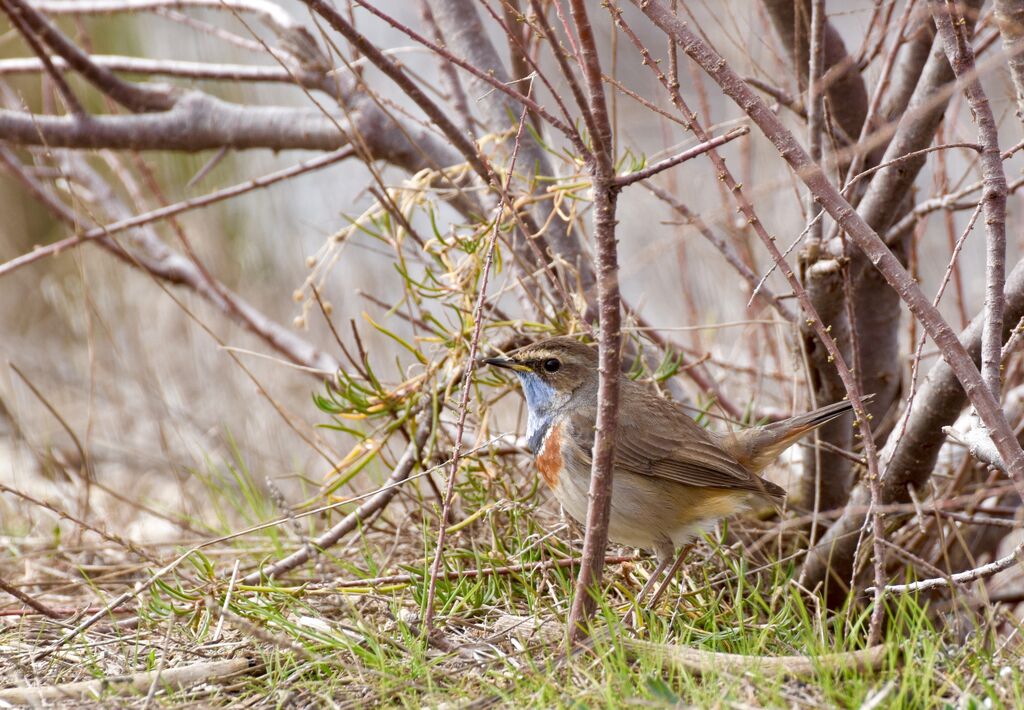 Gorgebleue à miroiradulte, identification