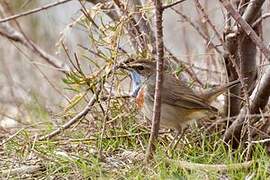 Bluethroat