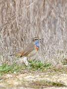 Bluethroat