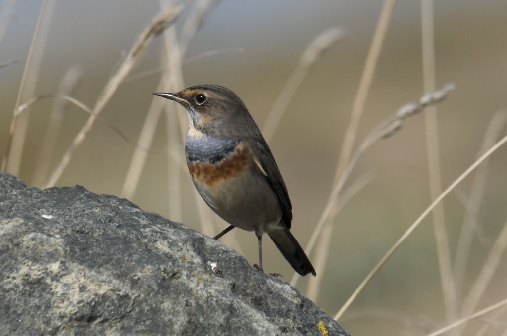 Gorgebleue à miroir