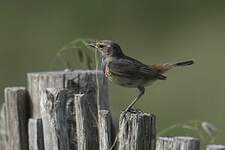 Gorgebleue à miroir