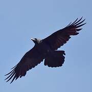 Northern Raven