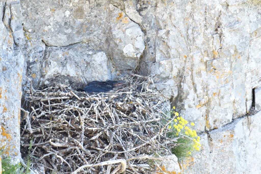 Northern RavenPoussin, habitat