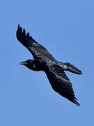 Northern Raven