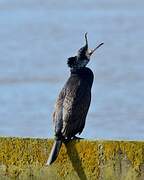 Great Cormorant