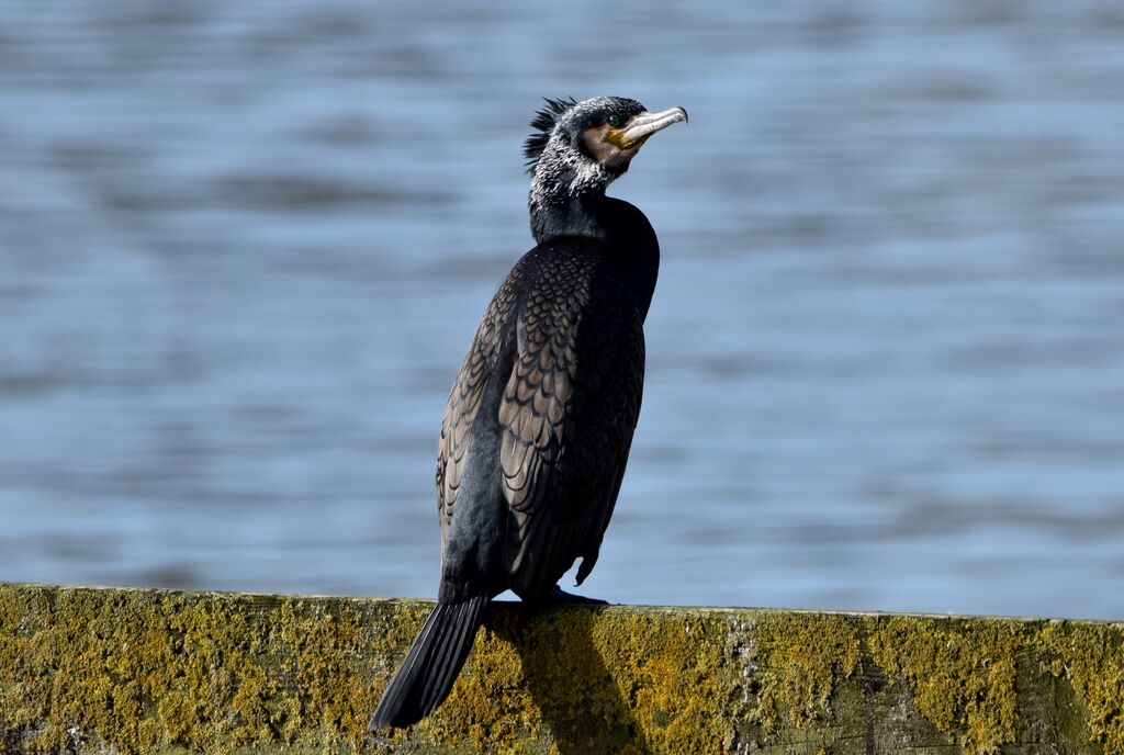 Grand Cormoranadulte nuptial, identification