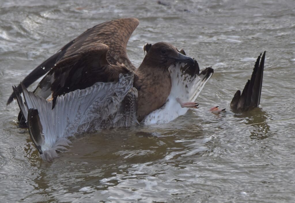 Great Skuaimmature, identification, eats