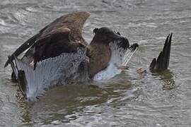 Great Skua