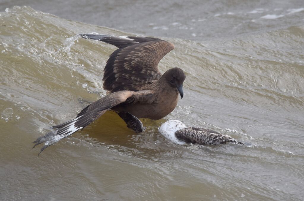 Grand Labbeimmature, identification, nage, mange