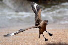 Great Skua