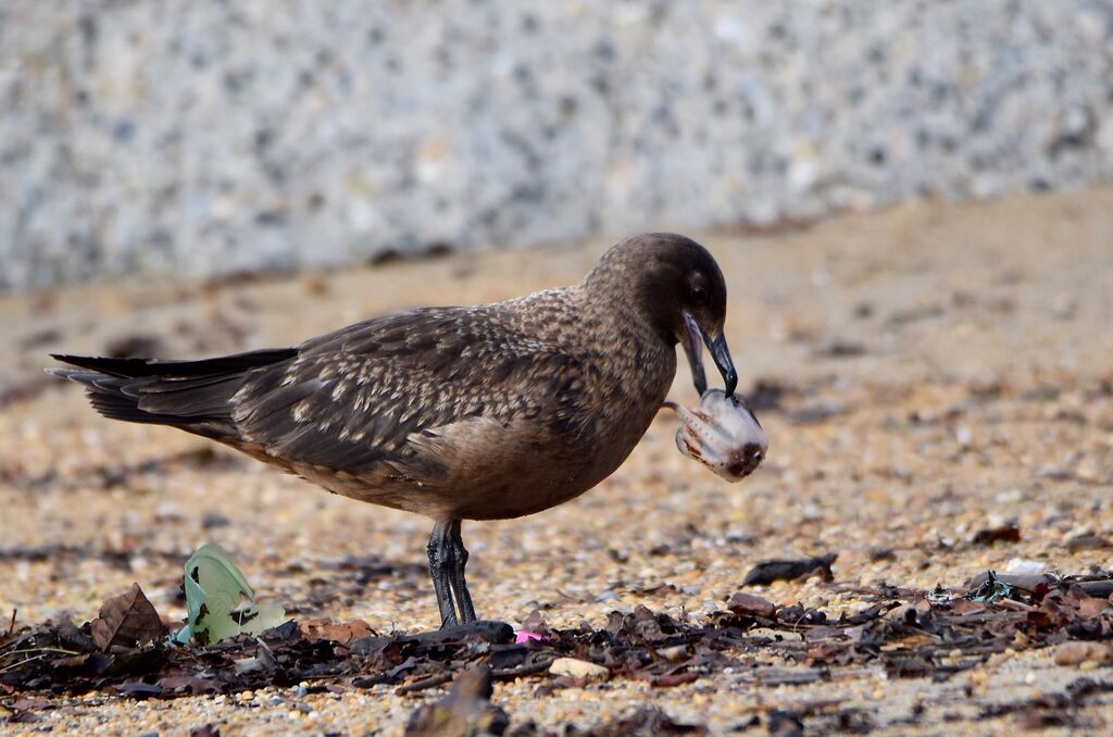 Great Skuaimmature, identification, eats