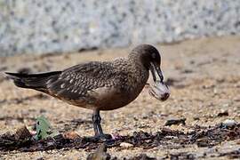 Great Skua