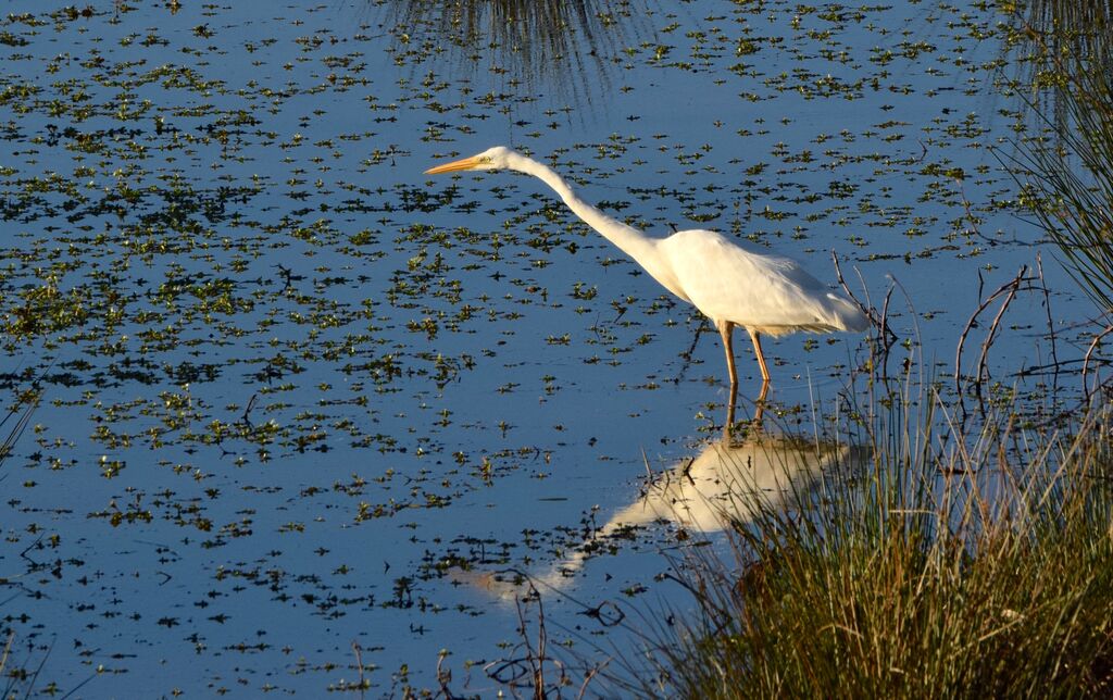 Great Egretadult post breeding, identification, fishing/hunting