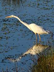 Grande Aigrette