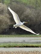 Great Egret