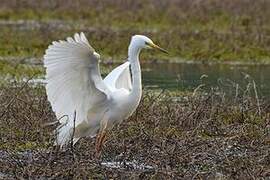 Great Egret