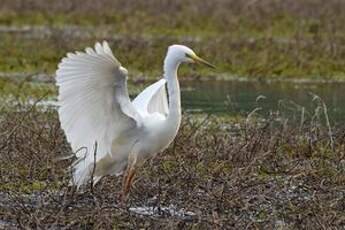 Grande Aigrette