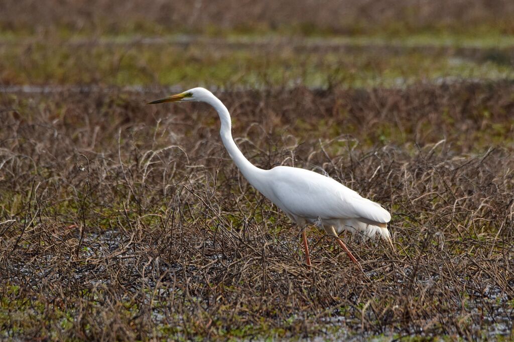 Great Egretadult post breeding, identification, walking