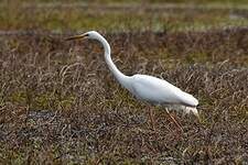 Grande Aigrette
