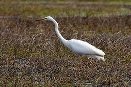 Grande Aigrette