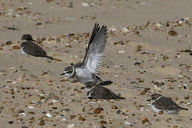 Kentish Plover