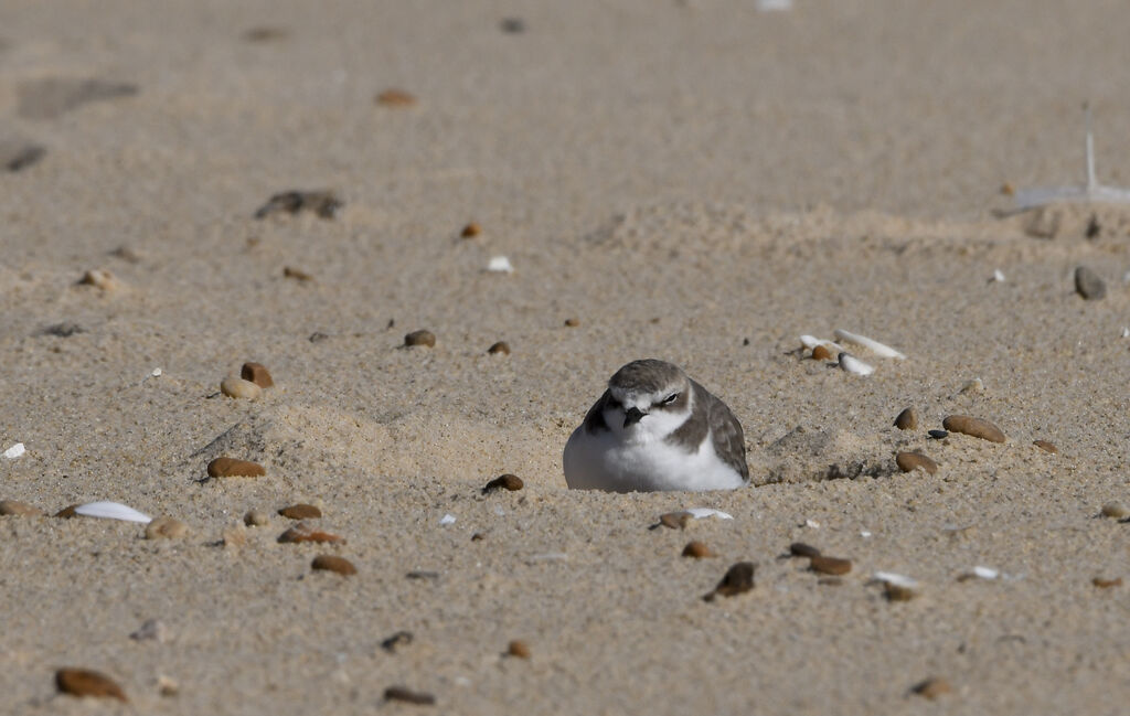 Kentish Plover, identification, camouflage