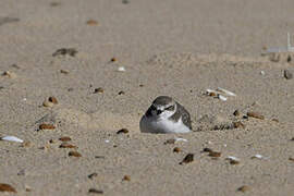 Kentish Plover