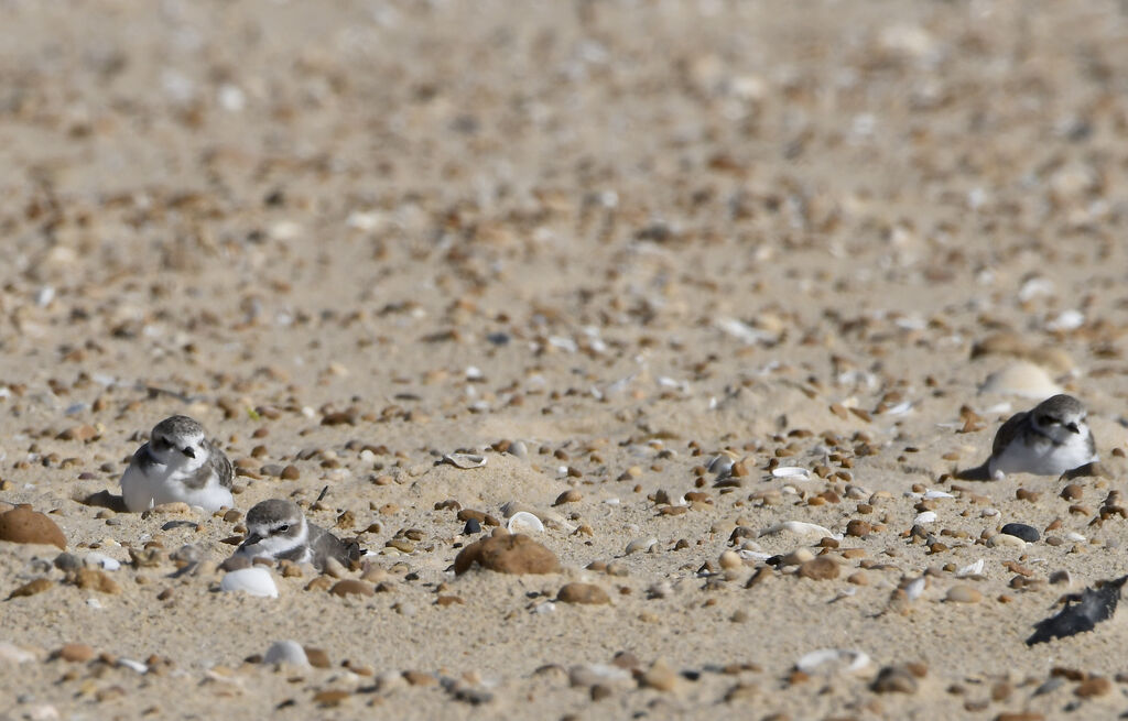 Gravelot à collier interrompu, habitat, camouflage