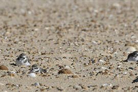 Kentish Plover