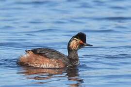 Black-necked Grebe