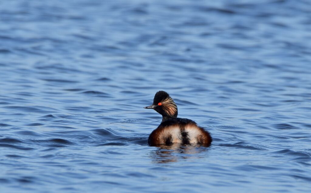 Black-necked Grebe male adult breeding, identification, swimming