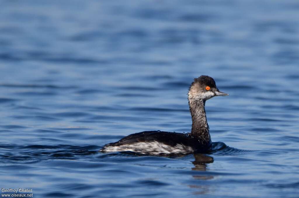 Black-necked GrebeSecond year, identification, swimming